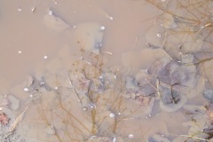 2010_010112xjuly0229