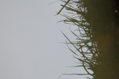 2010_010112xjuly0254