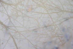 2010_010112xjuly0258