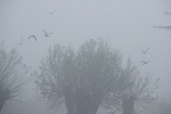 2010_011112xjuly0766